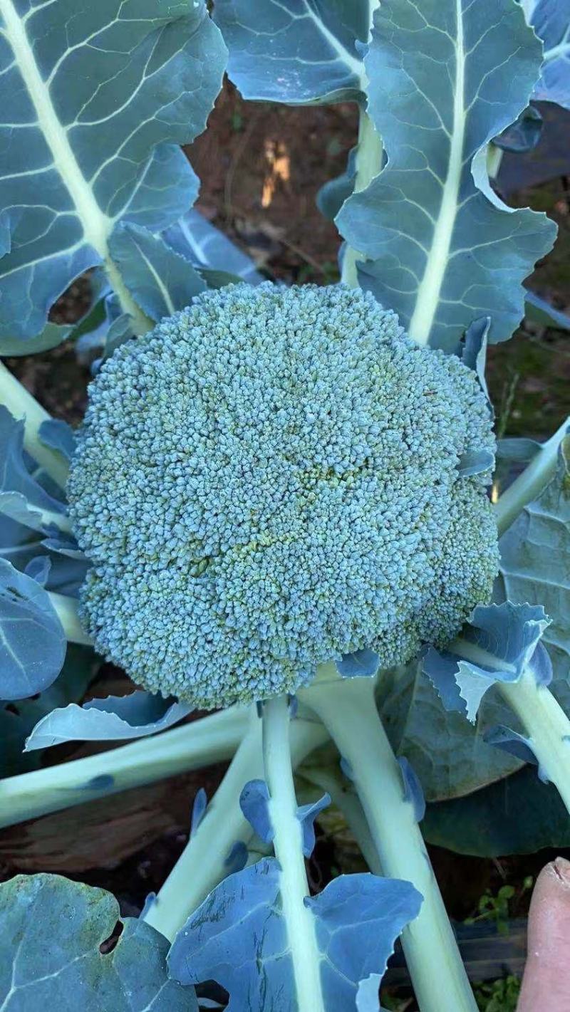 自家种植耐寒优秀西兰花