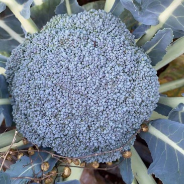 自家种植耐寒优秀西兰花
