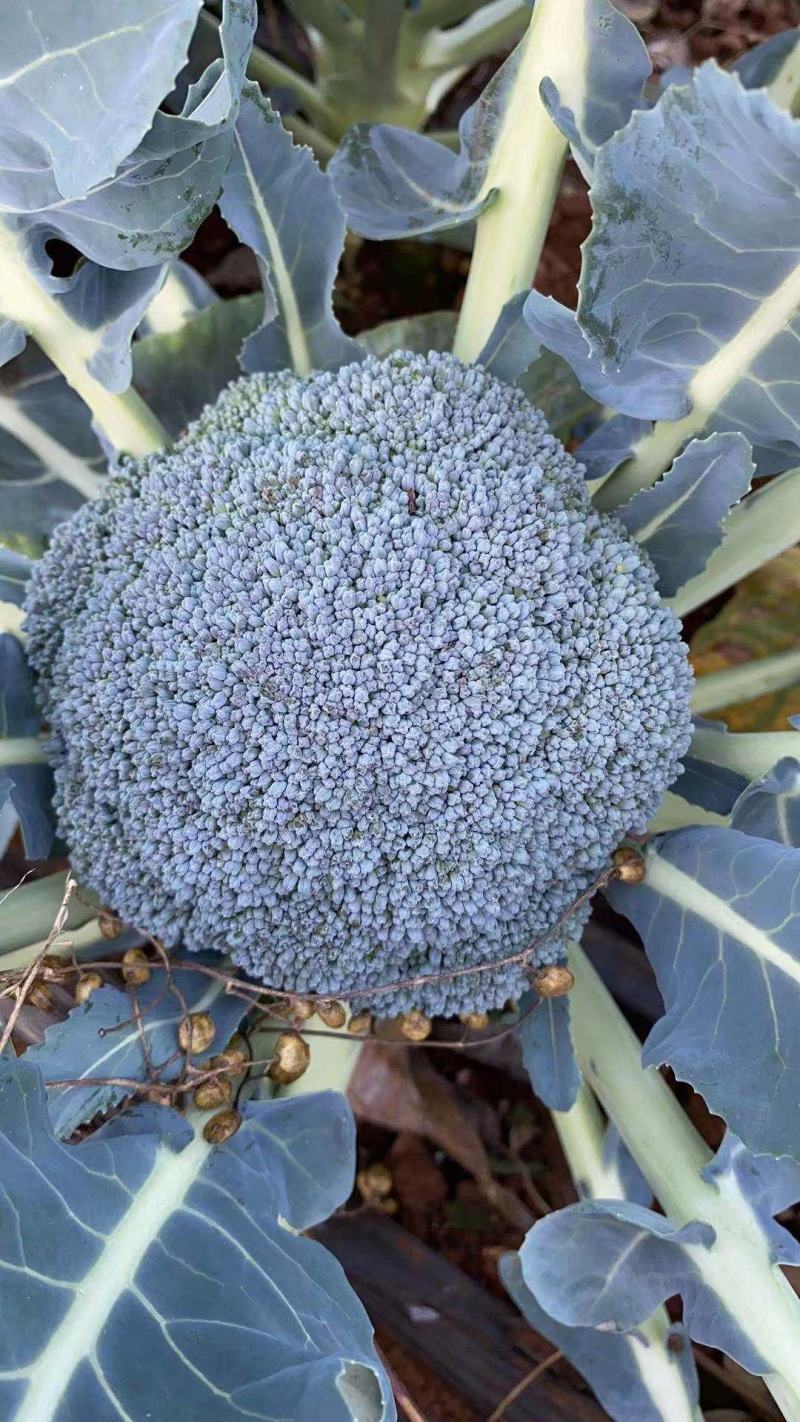 自家种植耐寒优秀西兰花