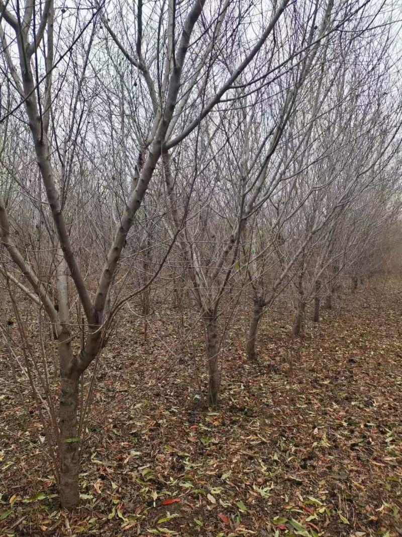 桃树苗桃树占地桃树工程桃树1-8公分量大