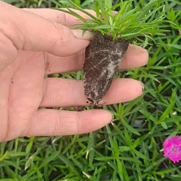 欧石竹穴盘苗(128/200穴)双色盆欧石竹,营养钵欧石