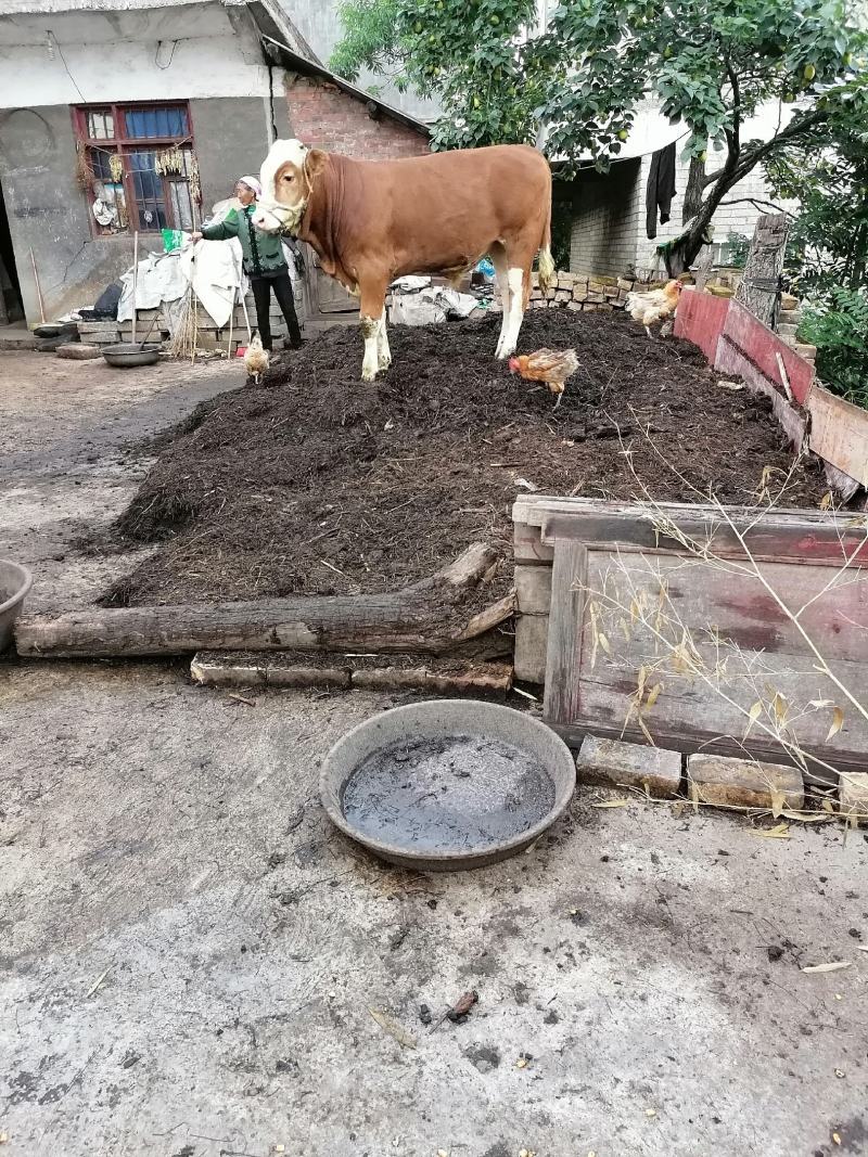 威宁县向森养殖专业合作社！大小牛架子牛肉牛，代办！