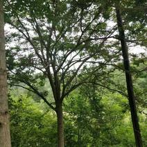 皂角树，精品皂角树，米经5公分到80公分大树