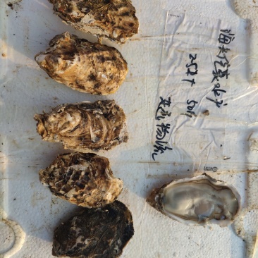 乳山生蚝各种贝类冻货可拼装发货产地专线冷链直发