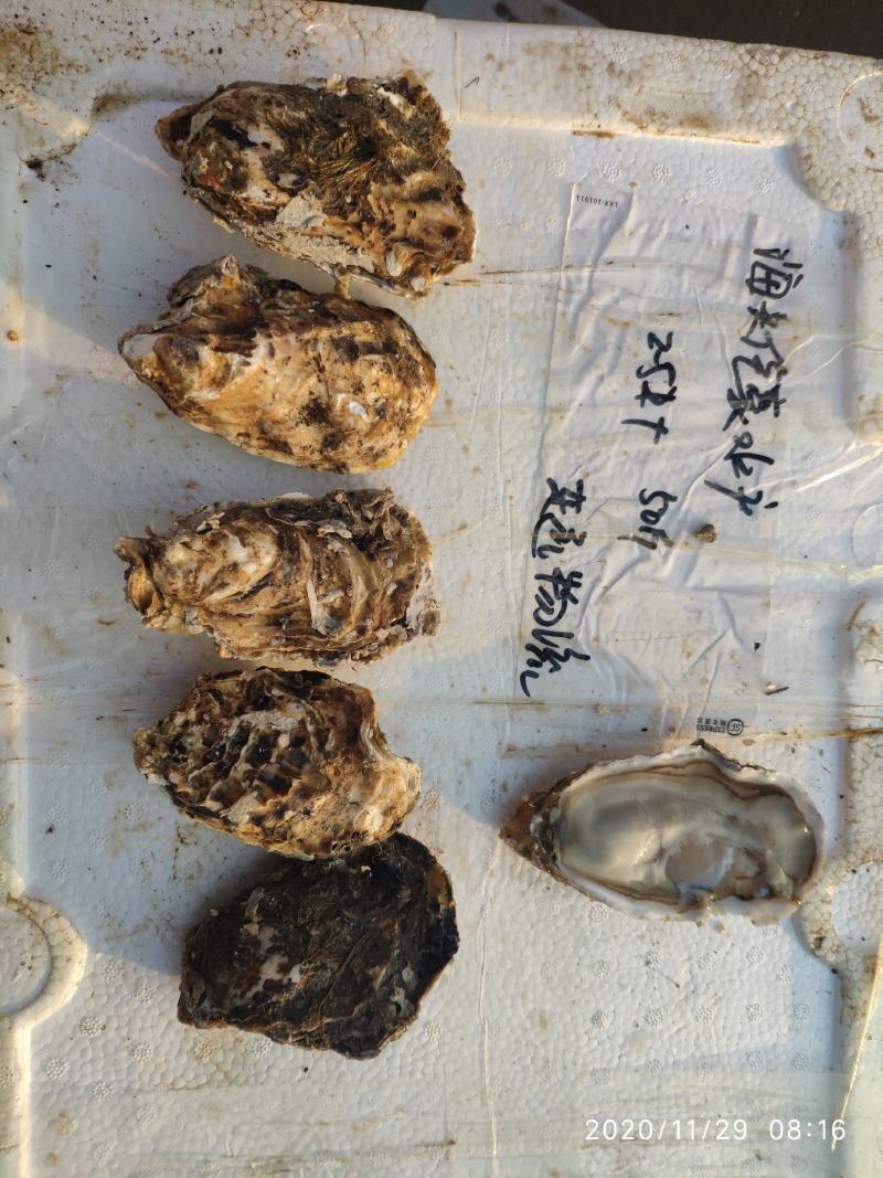 乳山生蚝各种贝类冻货可拼装发货产地专线冷链直发