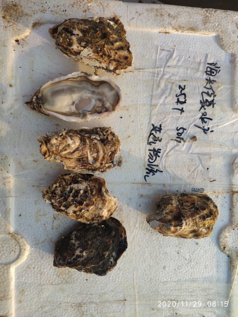 乳山生蚝各种贝类冻货可拼装发货产地专线冷链直发