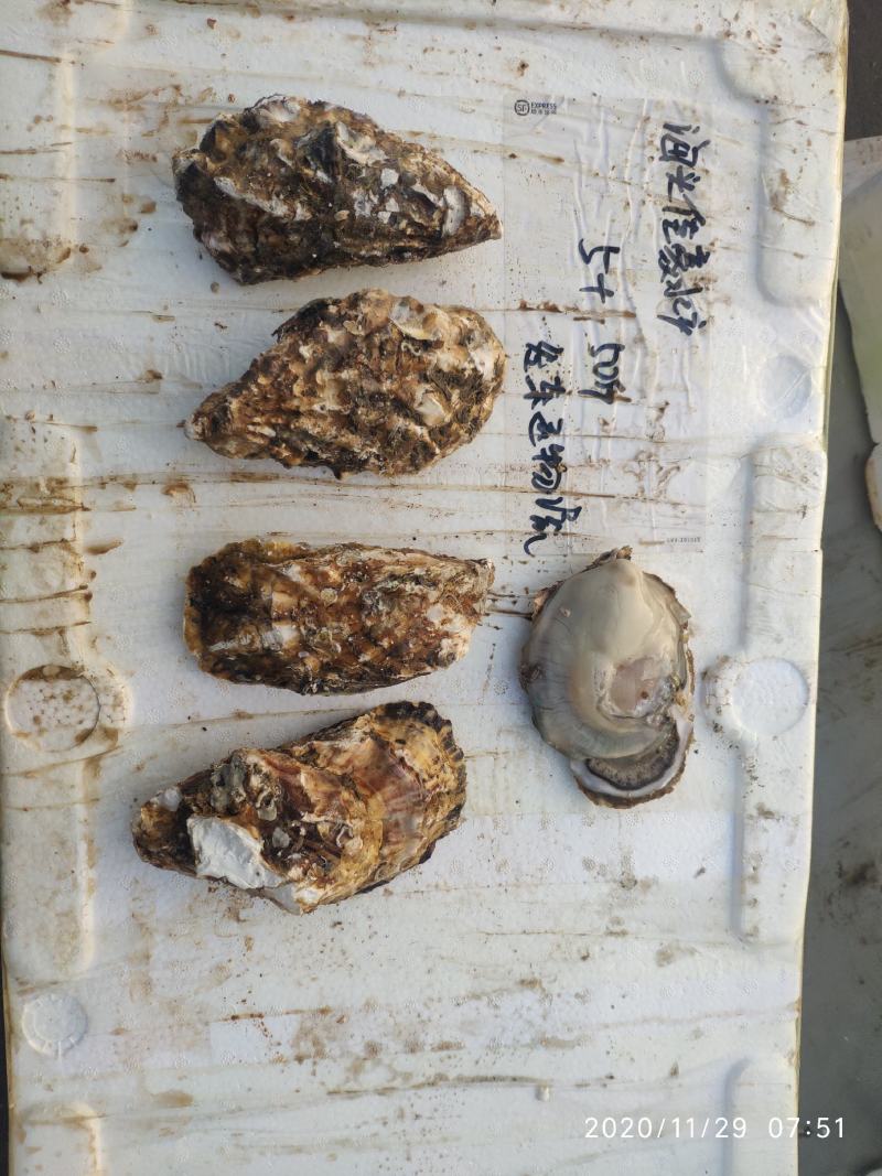 乳山生蚝各种贝类冻货可拼装发货产地专线冷链直发