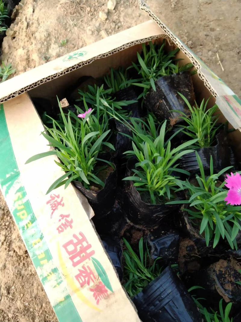 欧石竹穴盘苗（128/200穴）双色盆欧石竹，营养钵欧石