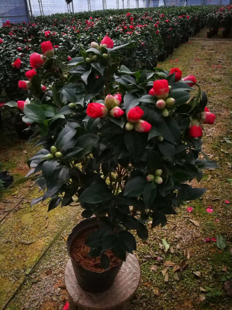 五色赤丹茶花一树多花山茶树五色赤丹盆栽五色赤丹茶花