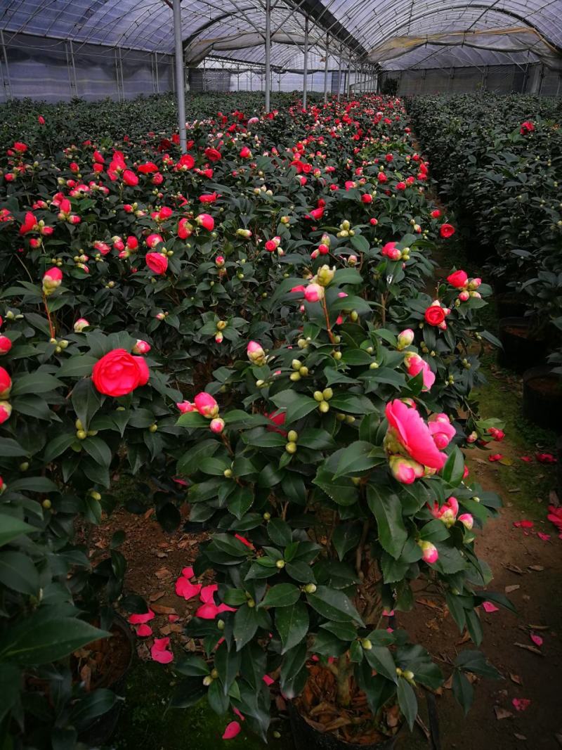 五色赤丹茶花一树多花山茶树五色赤丹盆栽五色赤丹茶花