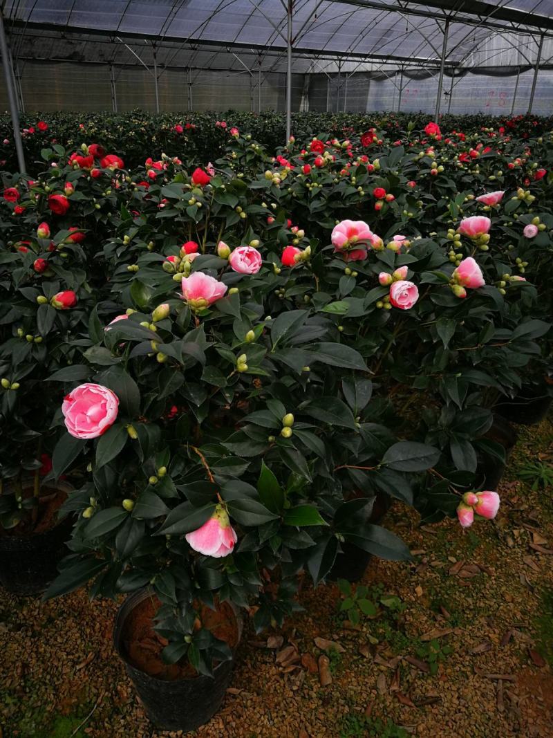 五色赤丹茶花一树多花山茶树五色赤丹盆栽五色赤丹茶花