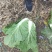 白菜黄心白菜毛菜净菜大量供应一手货源