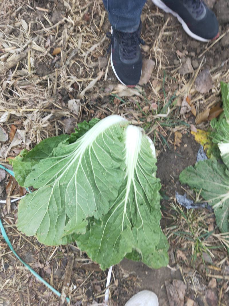 白菜黄心白菜毛菜净菜大量供应一手货源