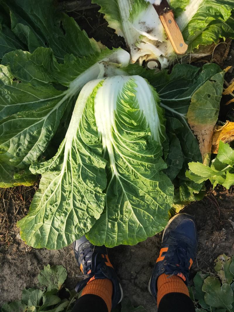 白菜黄心白菜毛菜净菜大量供应一手货源