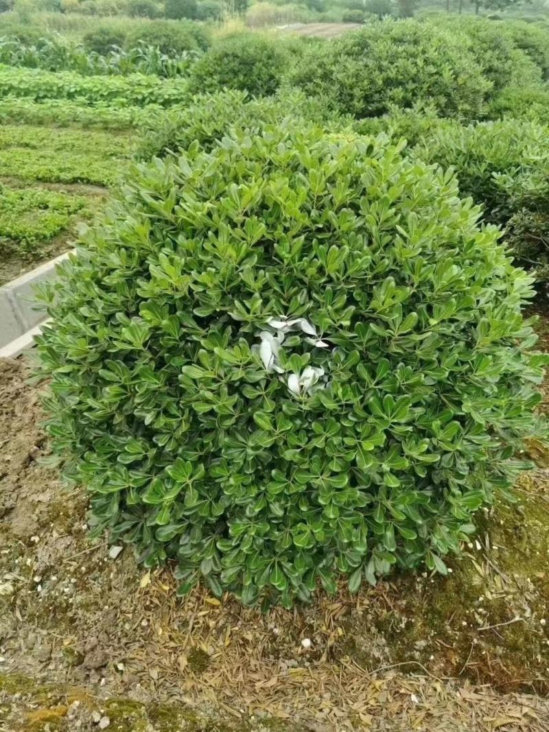 海桐球海桐毛球绿化工程苗木，大量出售包装车