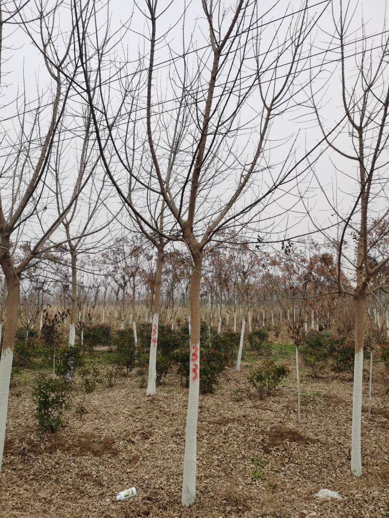 金叶复叶槭10公分11公分12公分15公分规格齐全