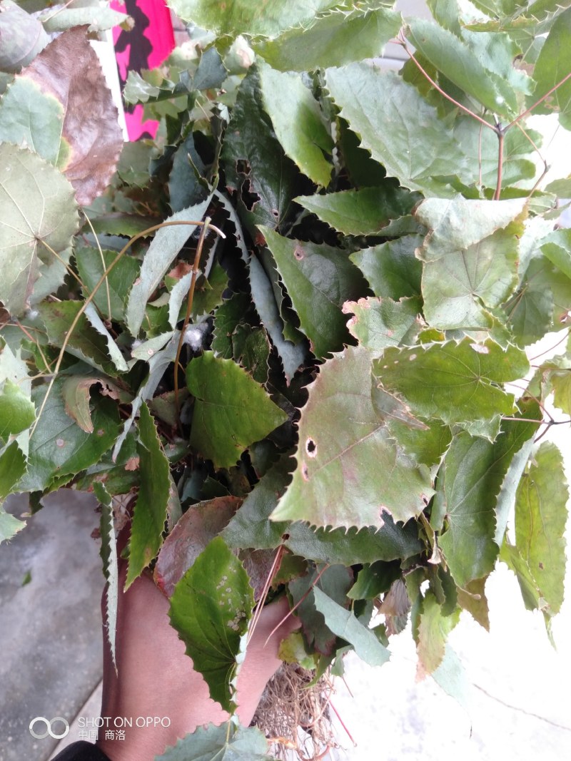 深山生态大叶纯种淫羊霍，干度好无霉变，青绿色，含量够。