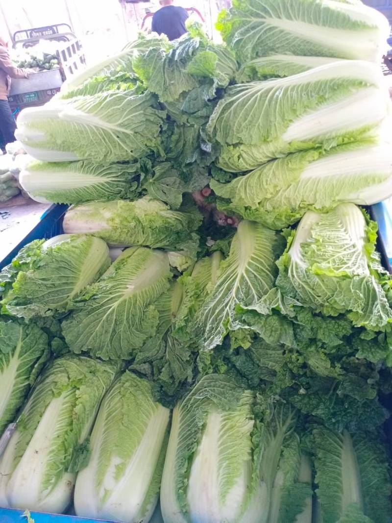 大白菜，北京三号白菜，大量供应中，质量好，价格便宜