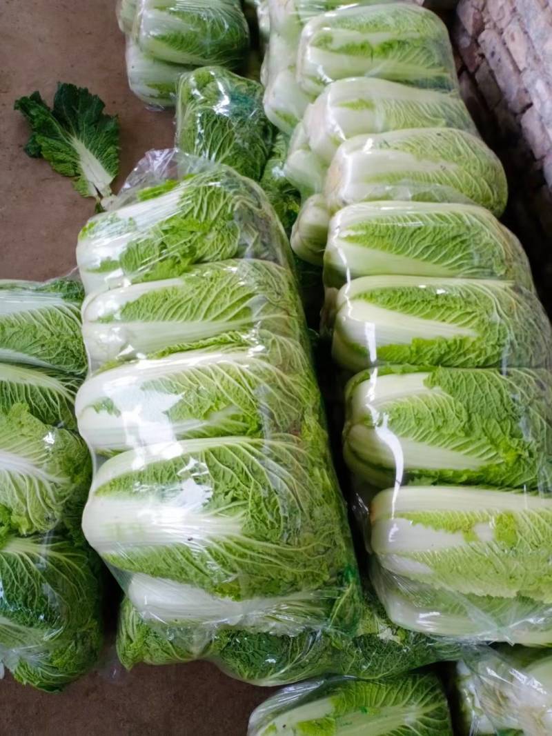 大白菜，北京三号白菜，大量供应中，质量好，价格便宜