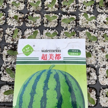 美都西瓜苗嫁接西瓜苗西瓜苗