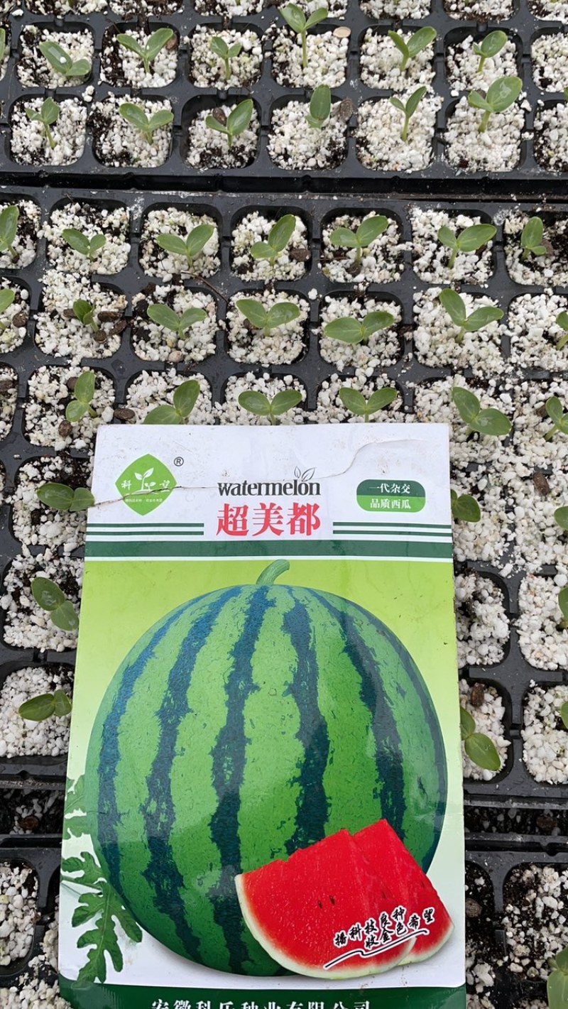 美都西瓜苗嫁接西瓜苗西瓜苗