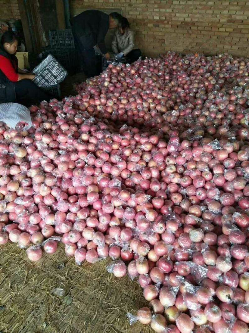 红富士苹果80mm以上膜袋产地直发保质保量货源充足