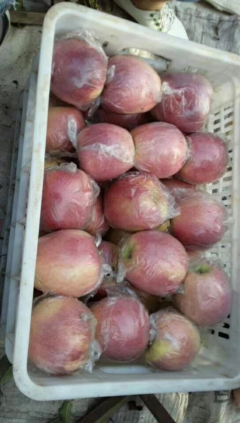 红富士苹果80mm以上膜袋产地直发保质保量货源充足