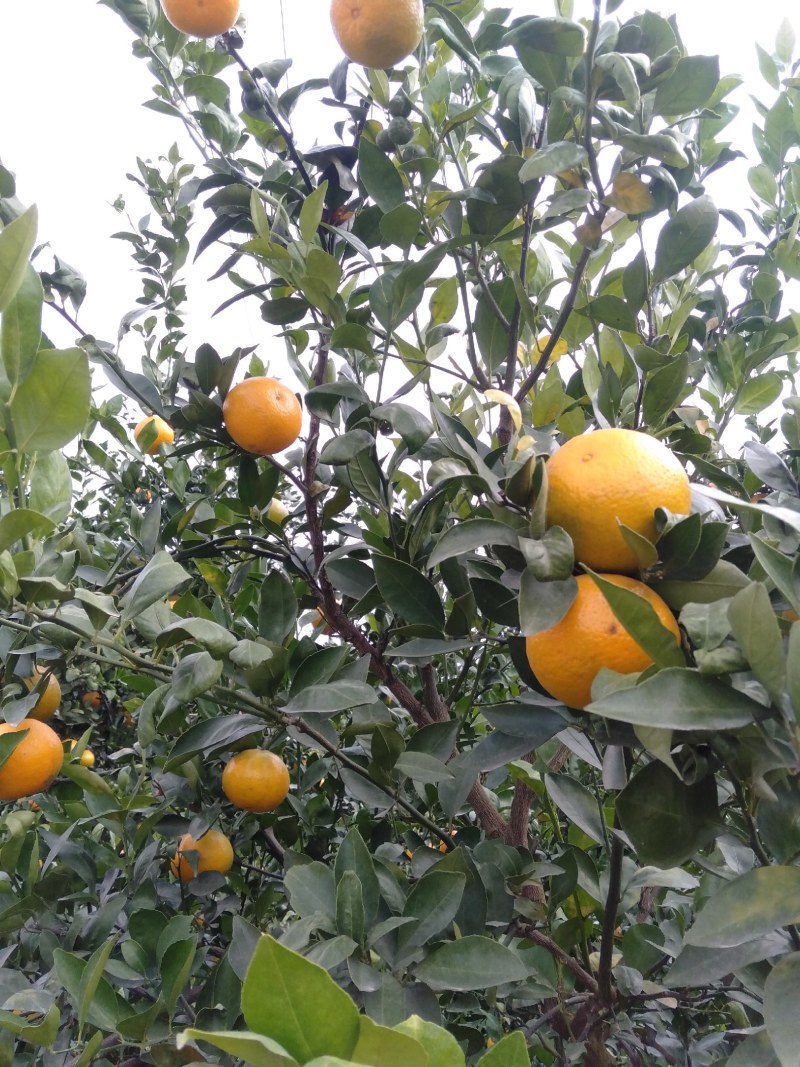 金秀象州皇帝柑大量上市供应，产地直销，口感杠杠