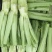 四川绵阳棒菜。圆叶棒菜。花叶棒菜。肉长无斑