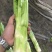 四川绵阳棒菜。圆叶棒菜。花叶棒菜。肉长无斑