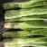 四川绵阳棒菜。圆叶棒菜。花叶棒菜。肉长无斑