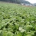 四川绵阳棒菜。圆叶棒菜。花叶棒菜。肉长无斑