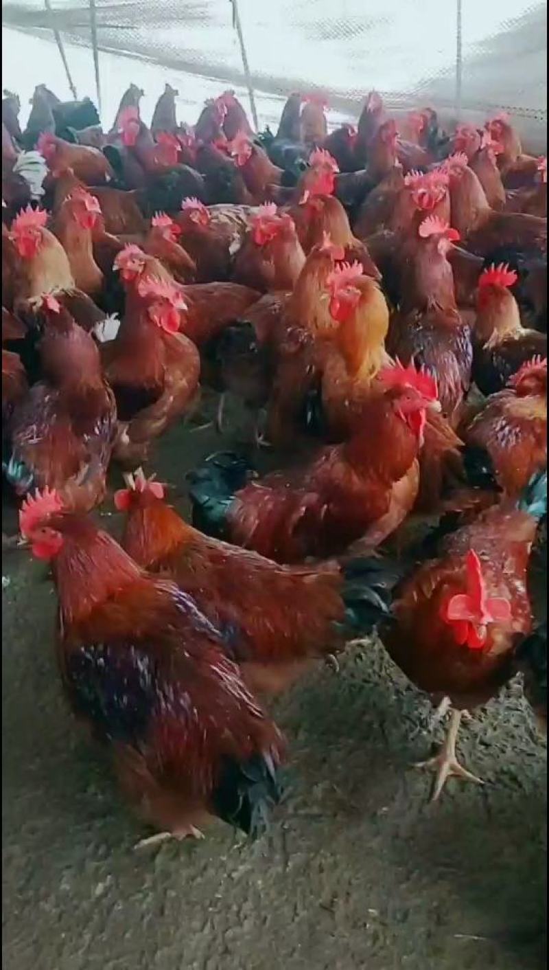 活禽_。散养红玉公鸡