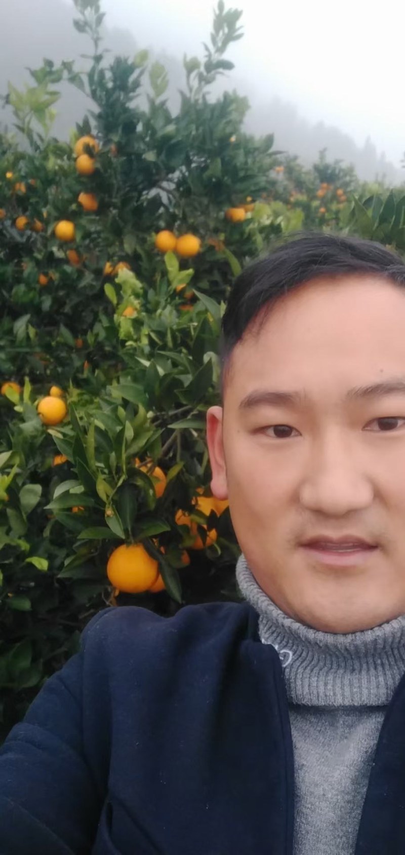 冰糖橙，麻阳专业代办诚信第一，欢迎批发商前来订购预定