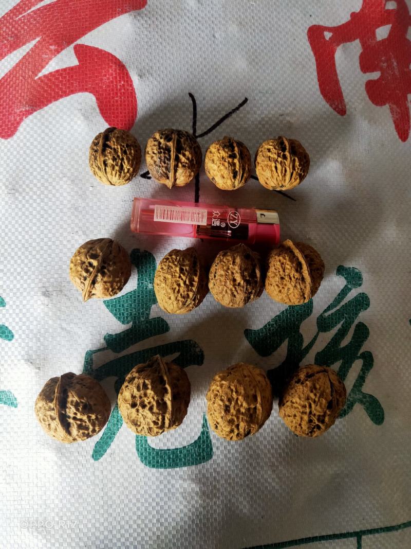 云南麻子纸皮核桃薄皮核桃中大果核桃地摊展会门店热销