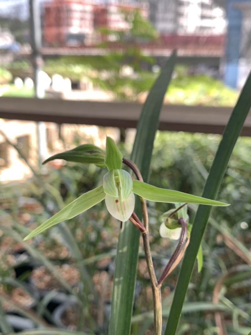 大自然的馈赠兰花......