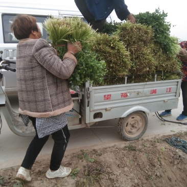 小叶香菜可供加工厂用，目前有一个多亩