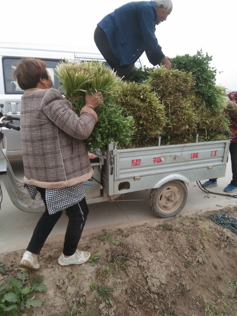 小叶香菜可供加工厂用，目前有一个多亩