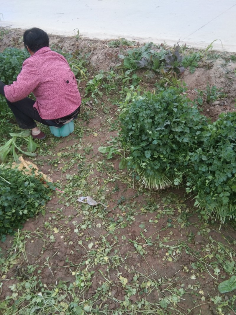 小叶香菜可供加工厂用，目前有一个多亩