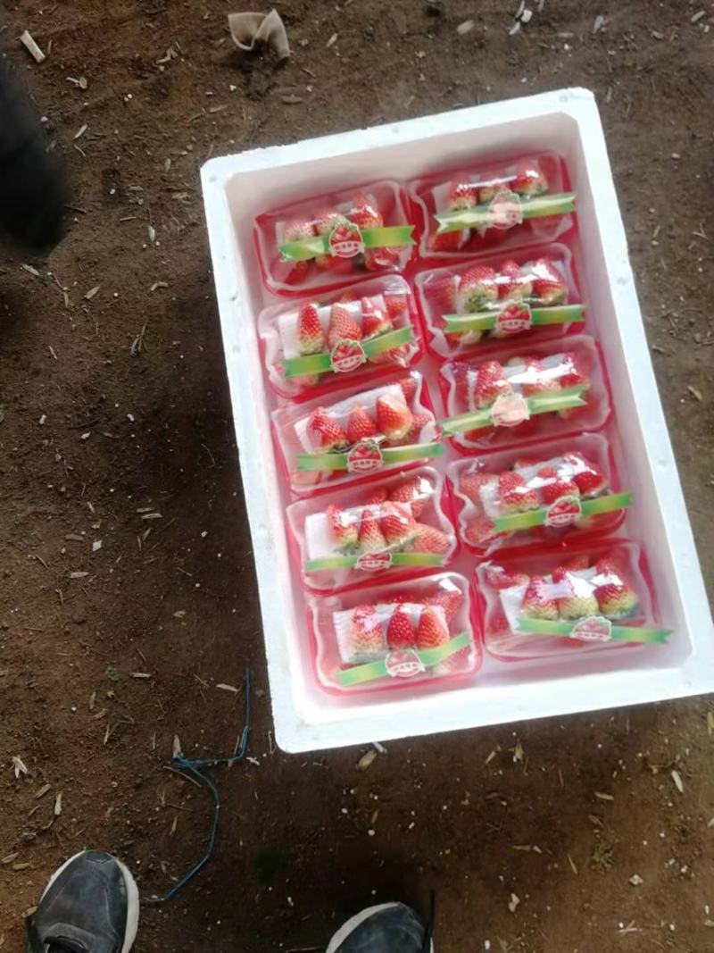 临沂草莓，香野，建德红，联盟，白草莓，甜查理，大量上市