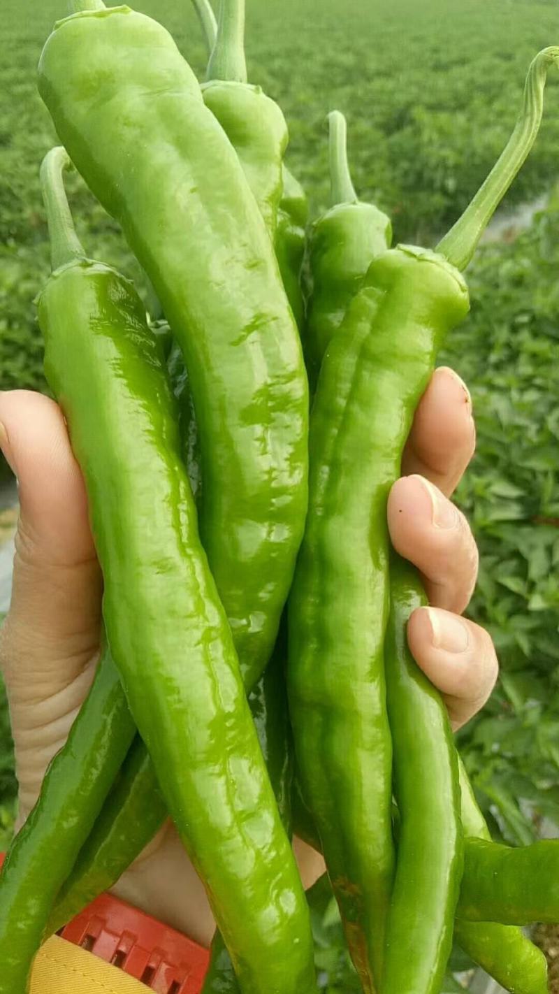 湘研十五号辣椒大量上市