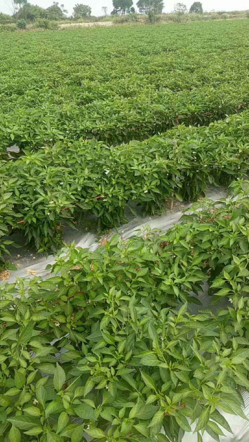 湘研十五号辣椒大量上市