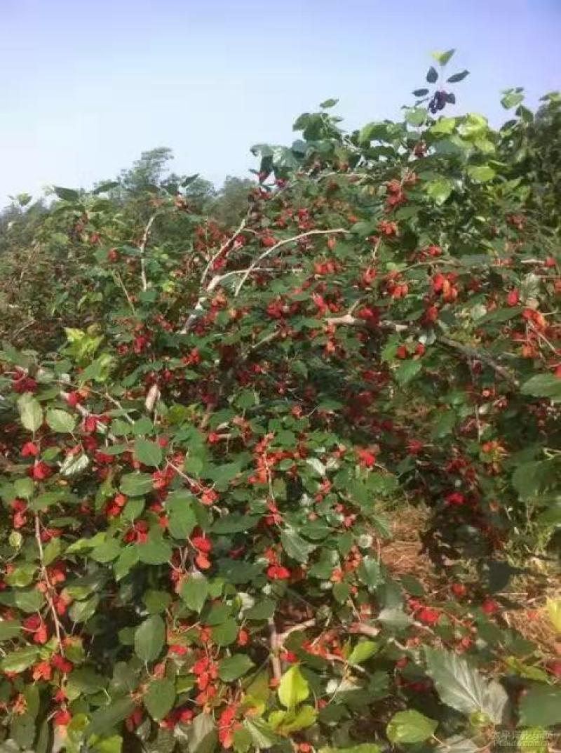 桑葚树苗，台湾四季果桑红，黑桑葚树苗南北方种植当年结果