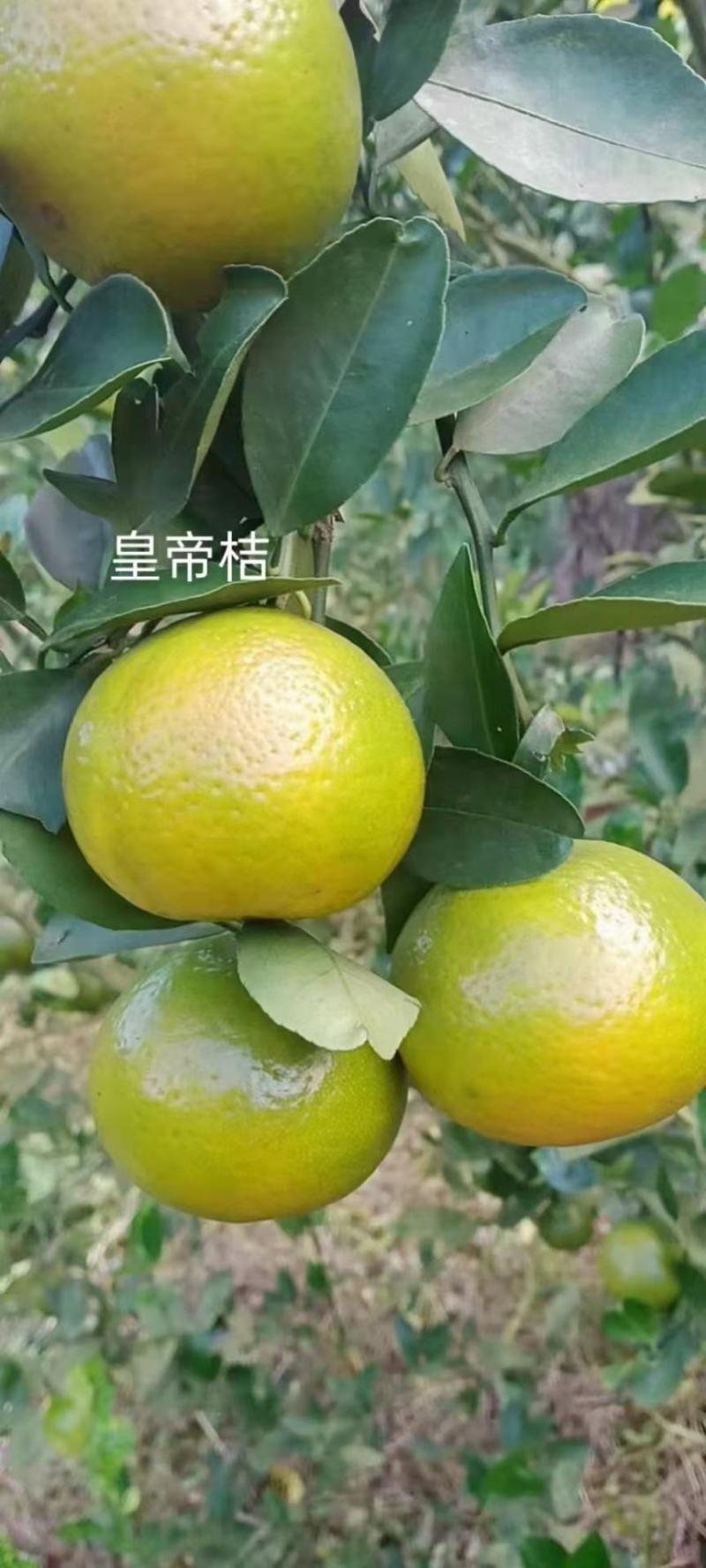 皇帝柑苗王妃贡柑正品嫁接苗，正品包邮