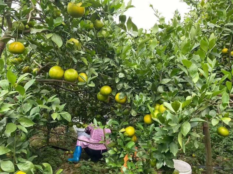 皇帝柑苗王妃贡柑正品嫁接苗，正品包邮