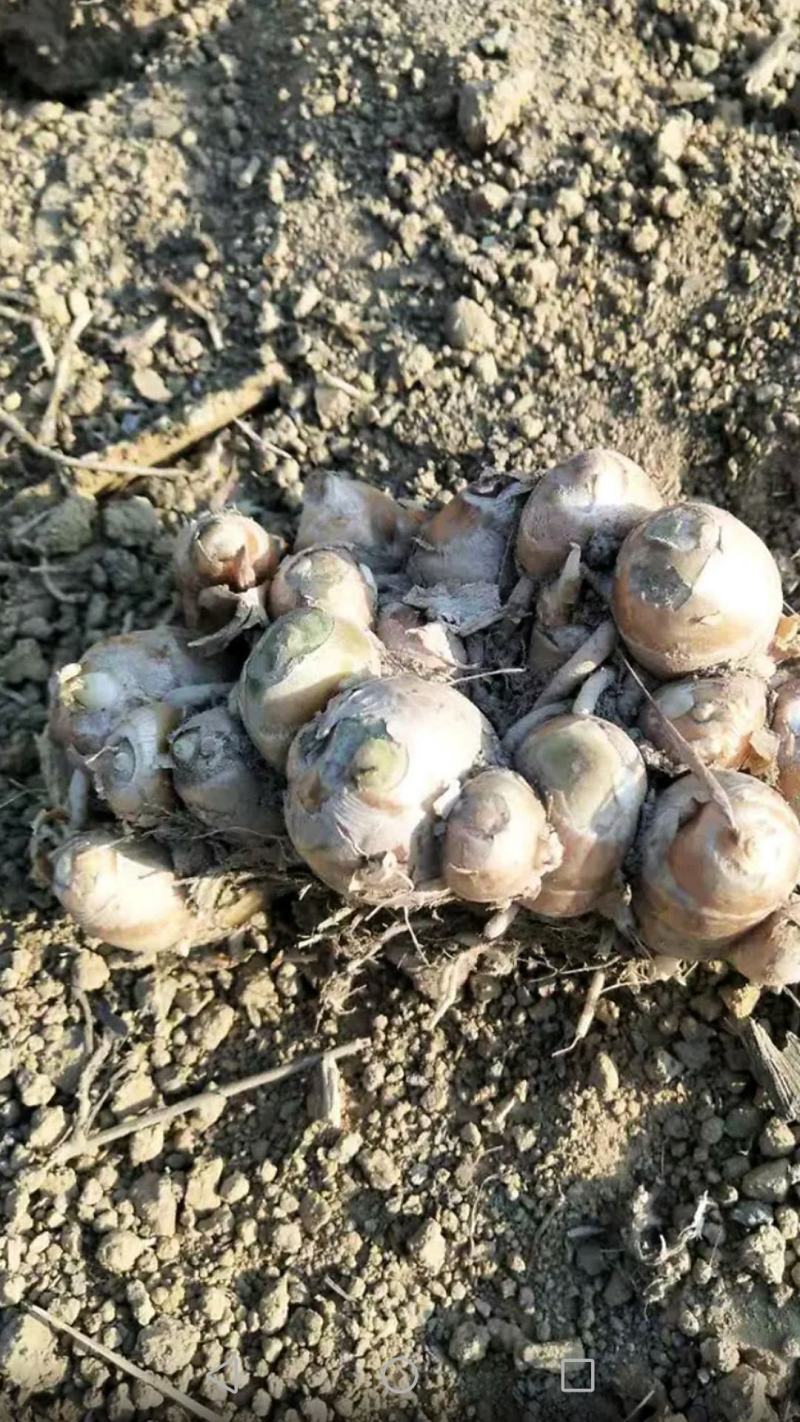 新鲜沙姜又名山奈大量供应中产地直接收购的一手货源