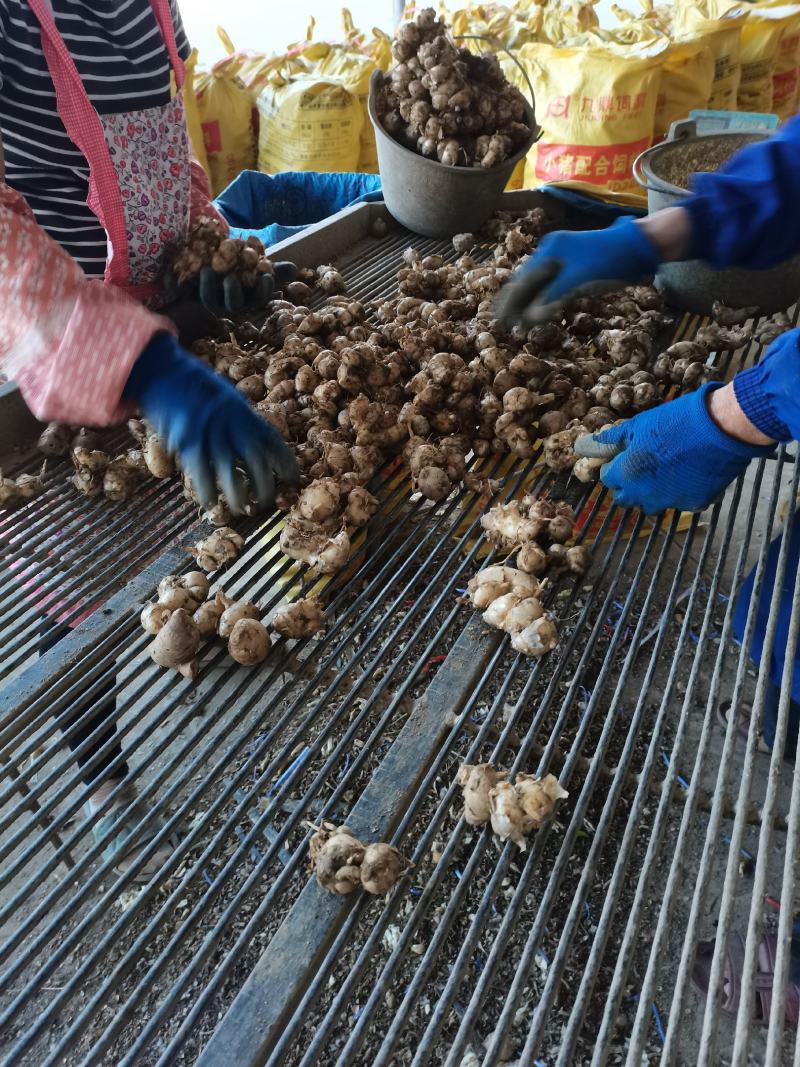 新鲜沙姜又名山奈大量供应中产地直接收购的一手货源