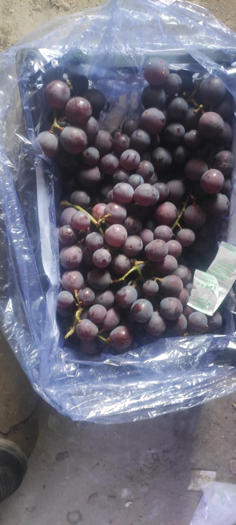 冷库巨峰葡萄大量有货各种质量各个价位都有