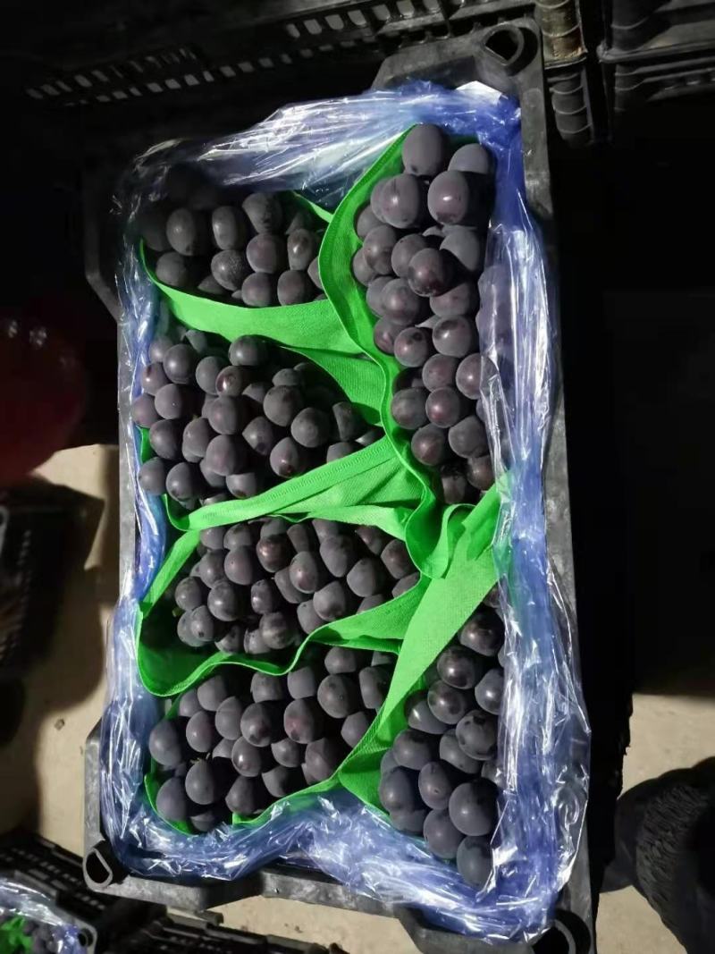 冷库巨峰葡萄大量有货各种质量各个价位都有