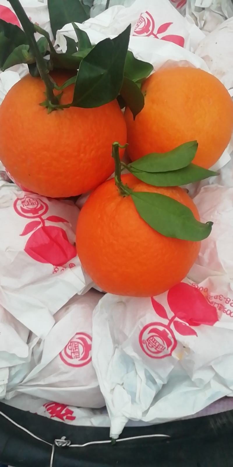 爱媛38〈红美人）套袋果